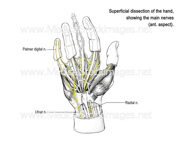 Nerves of the Hand (Labelled) – Medical Stock Images Company