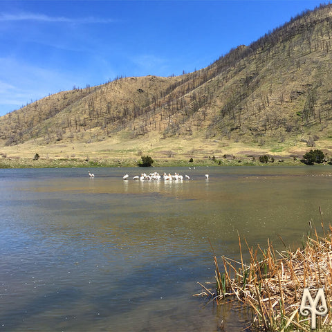 Spring On The Lower Madison, photo by Montana Treasures