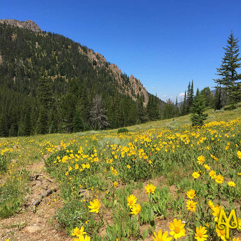 Sheep Lake Trail, wildflowers, photo by Montana Treasures