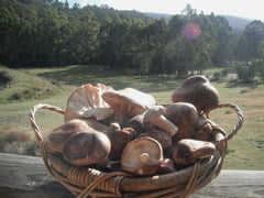 Basket of Shiitakes