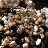 Buy King Stropharia on Grain Spawn 