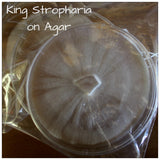 Buy King Stropharia on Agar 