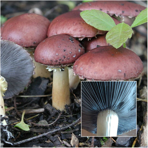 King Stropharia and gills 