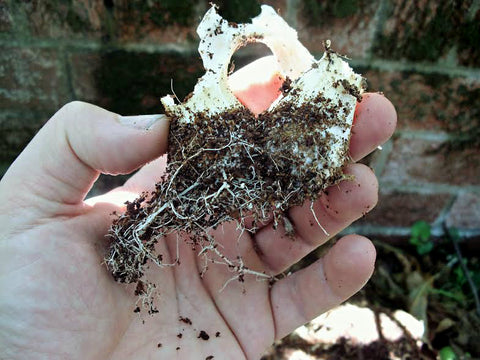 Slug damaged King Stropharia