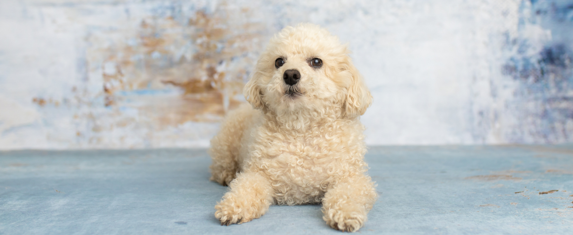 standard poodle adults for adoption