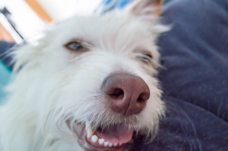 dog's nose is turning pink