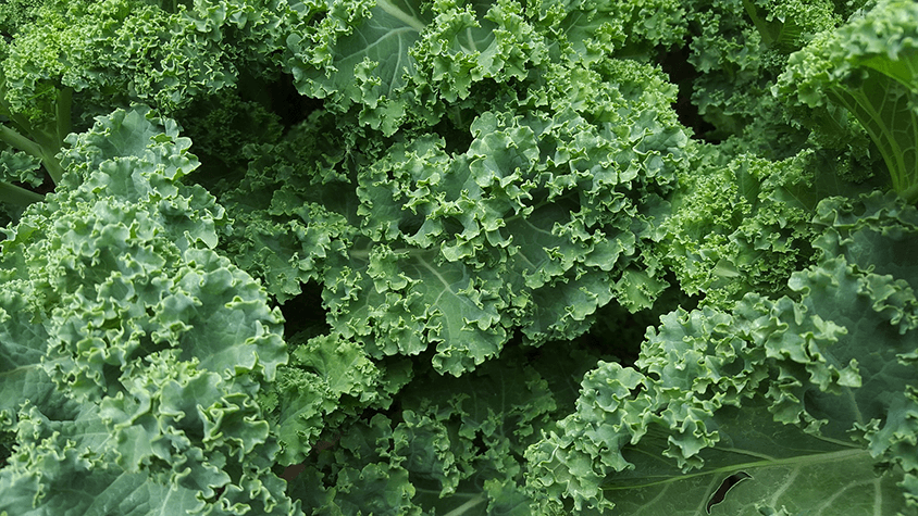 Kale Vitamin K