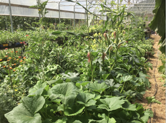 kis farm greenhouse
