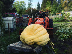 giant pumpkin