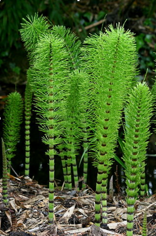 horsetail