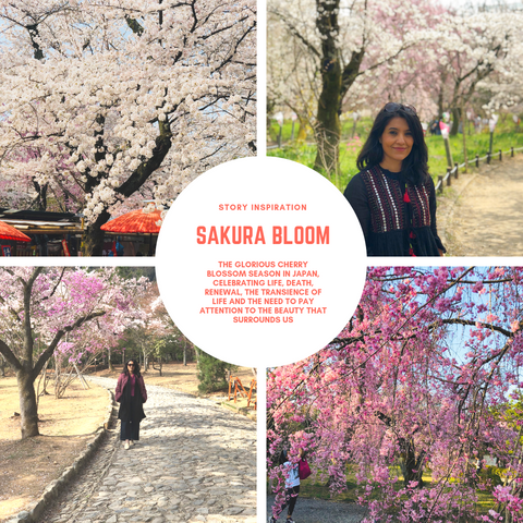 Sakura Cherry Blossom Season
