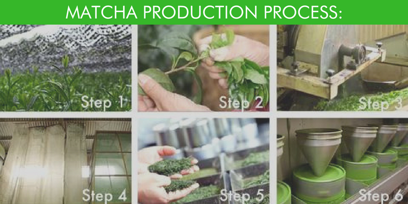 Matcha Production Process – How matcha is made