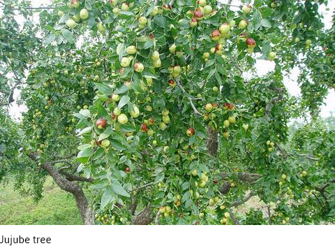 Jujube tree