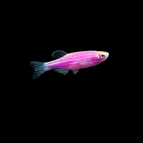 The insertion of a harmless jellyfish gene allows the seemingly dull Zebra Danio become vibrant Glo-fishes