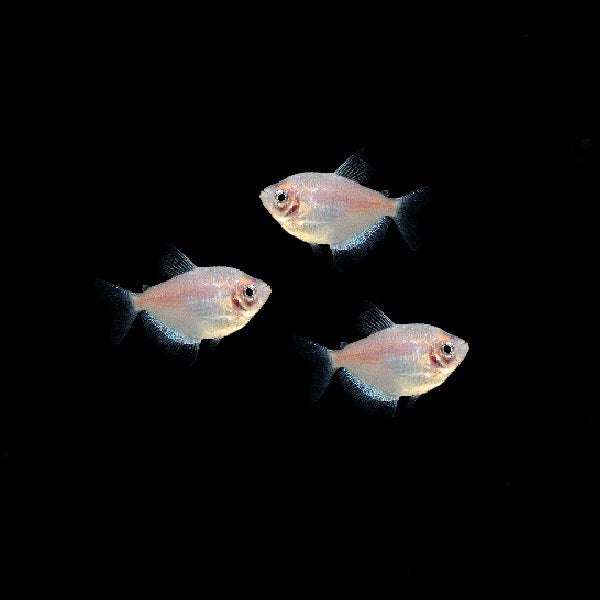 tetra fish glofish