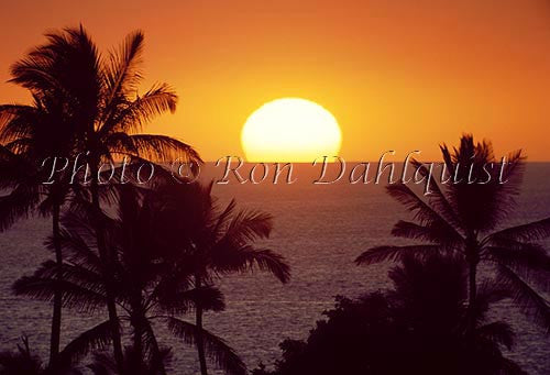 Maui Sunset with Palm Trees - Hawaiipictures.com Maui Sunset with Palm Trees - Hawaiipictures.com