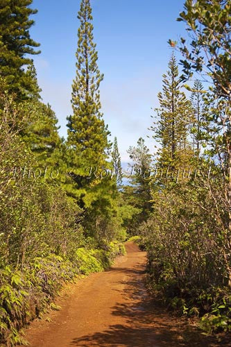 Vegetation along the Munro Trail on the island of Lanai, Hawaii - Hawaiipictures.com Vegetation along the Munro Trail on the island of Lanai, Hawaii - Hawaiipictures.com
