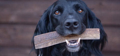 RidgeRunner Elk And Deer Antler Dog Chew Bones