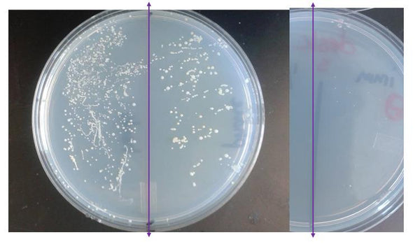 Stellarcleenz Research: Bacteria on cell phones