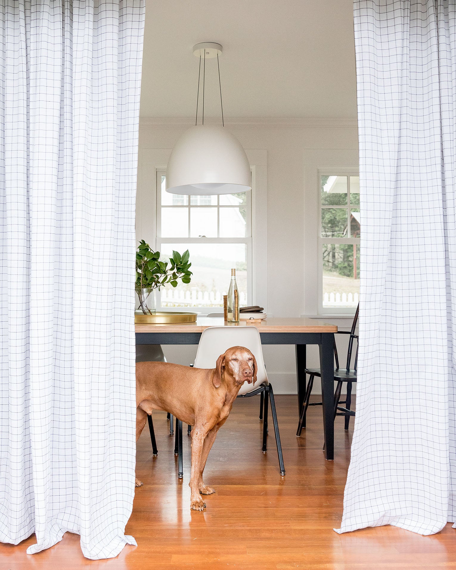 dog standing in a kitchen