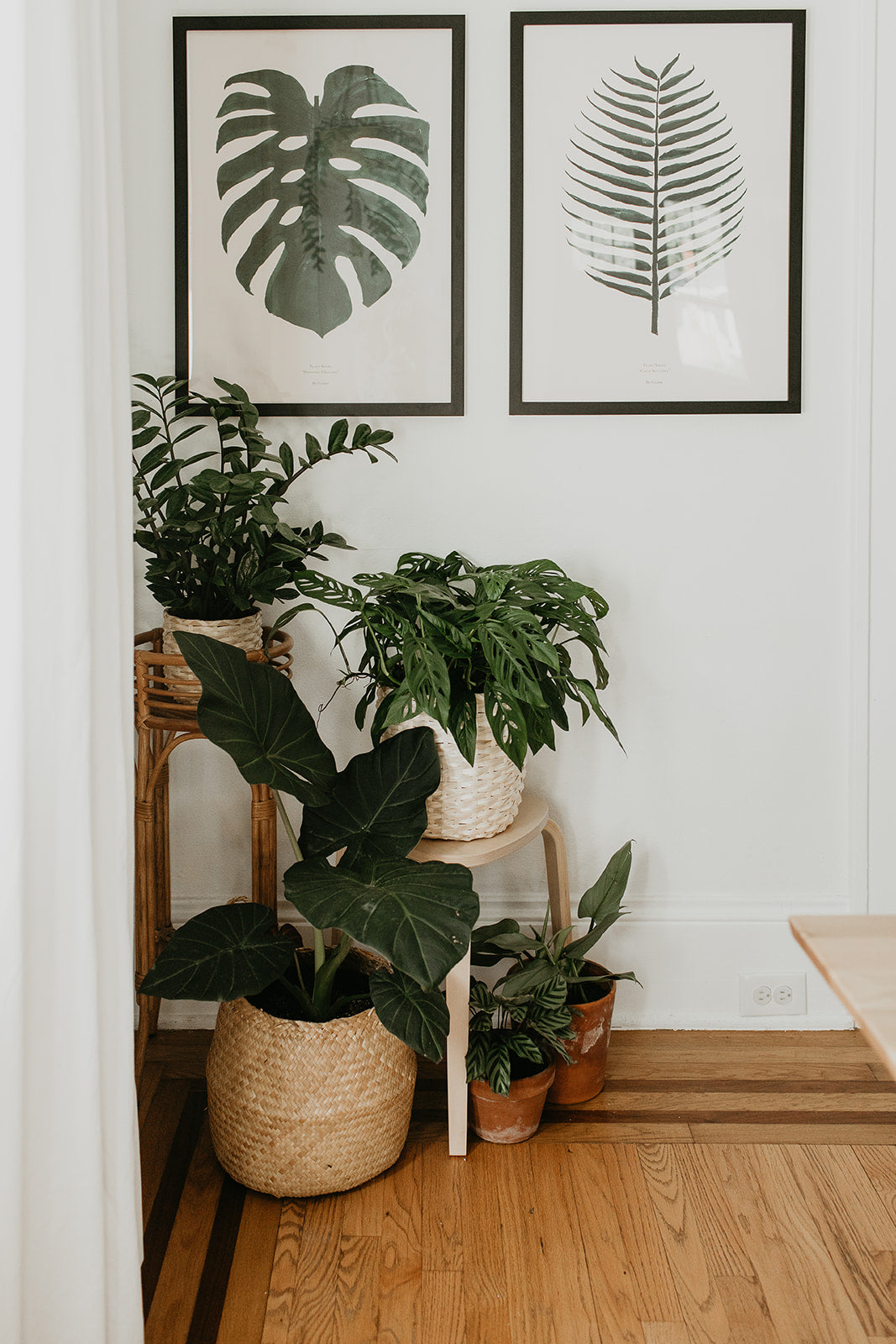 group of potted plants in a corner of the room