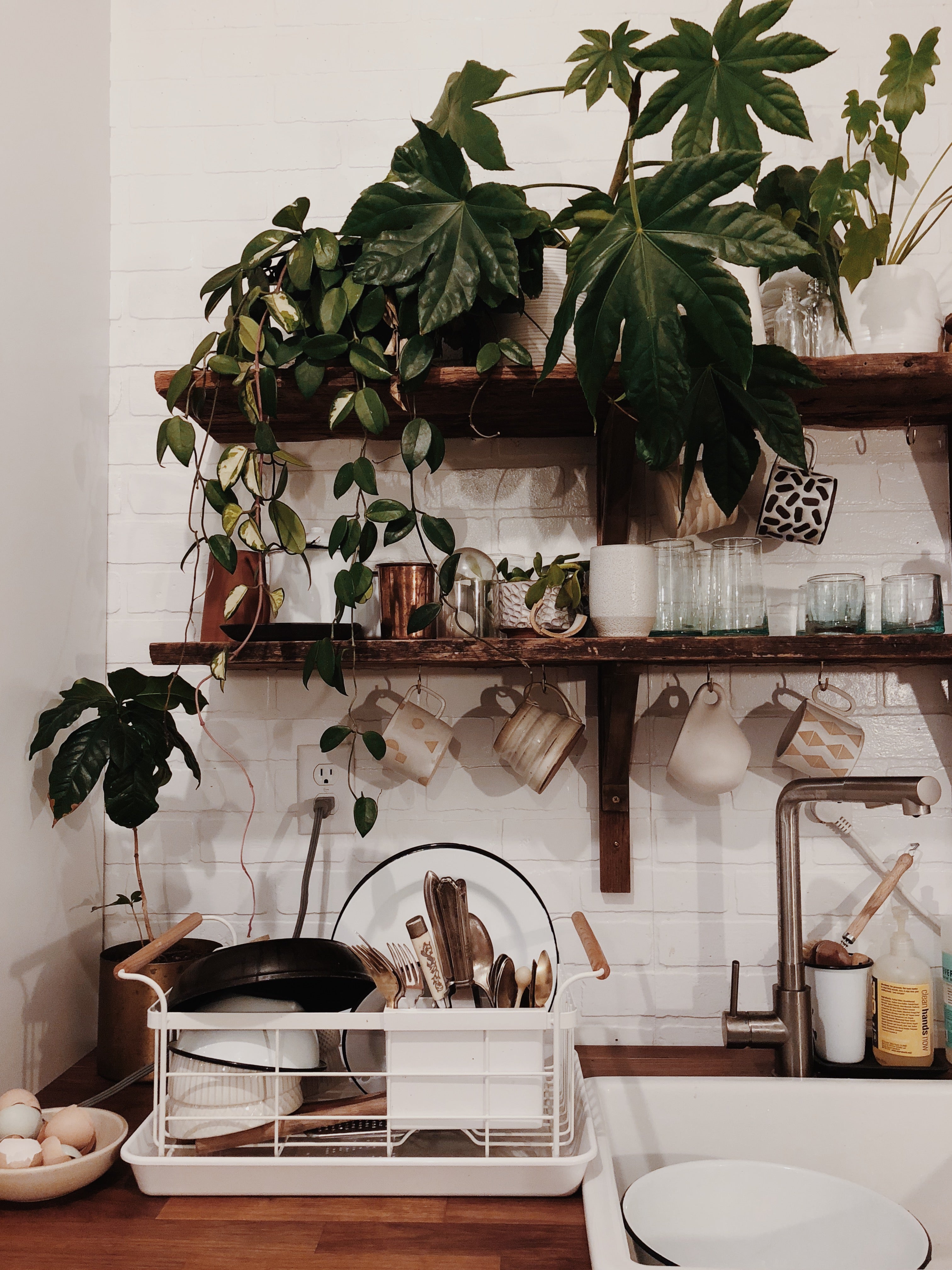 kitchen with a plant on the wall