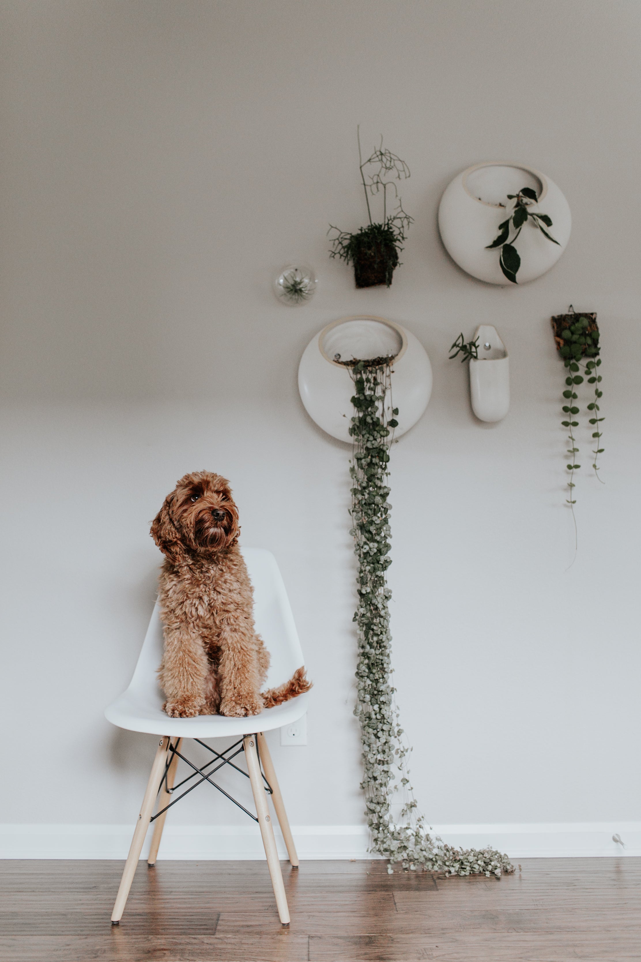 dog sitting on a chair