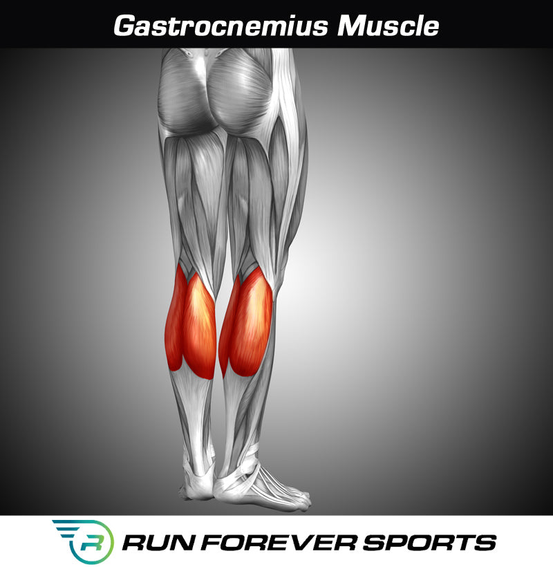 Gastrocnemius Muscle