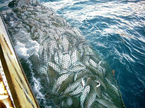 Big haul of cod