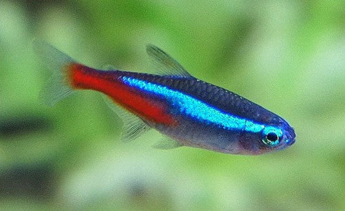 neon tetra fish