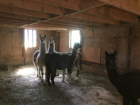 Woodcock Farms llamas Belchertown