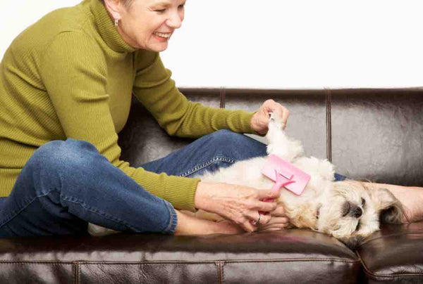 brushing the dog