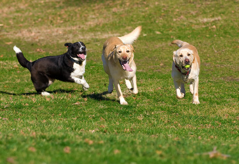 Dogs playing