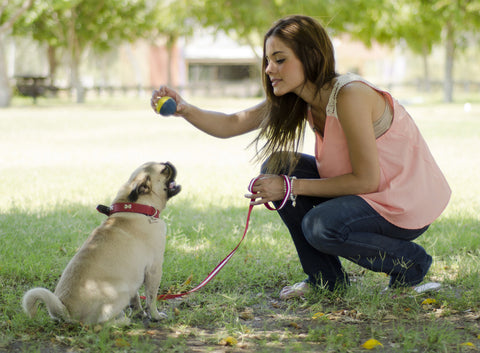 dog training