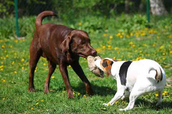 dogs playing