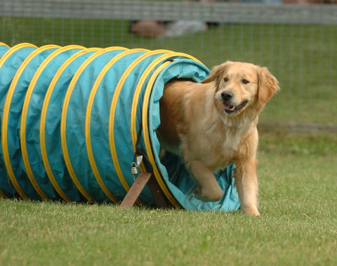 dog agility