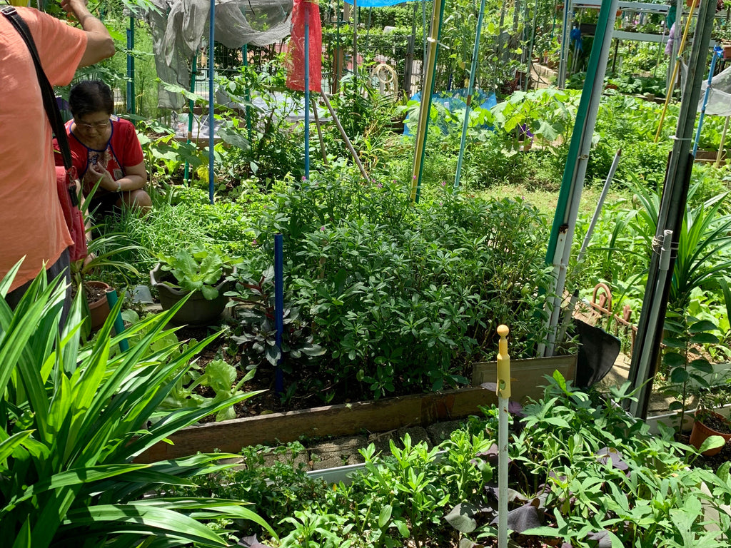 HDB Community Garden | Urban farming in Singapore