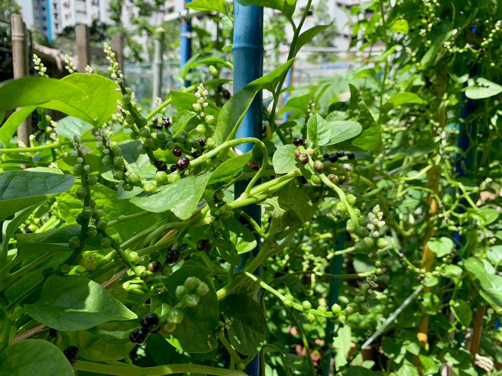 HDB Community Garden farm-to-table | Urban farming in Singapore