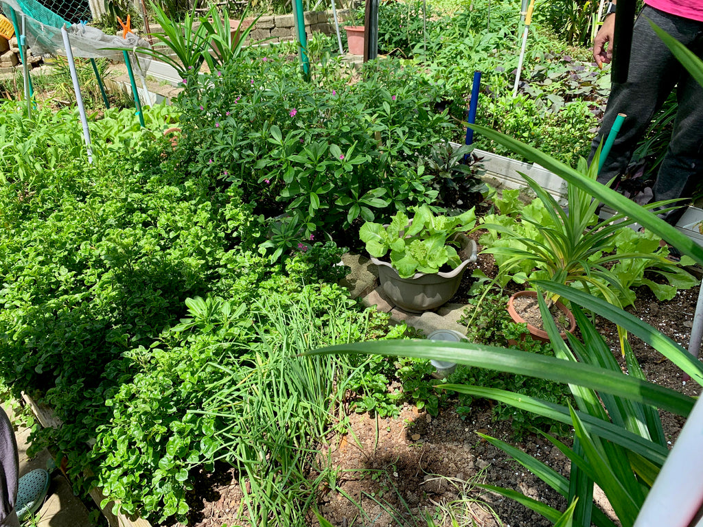 HDB Community Garden farm-to-table | Urban farming in Singapore