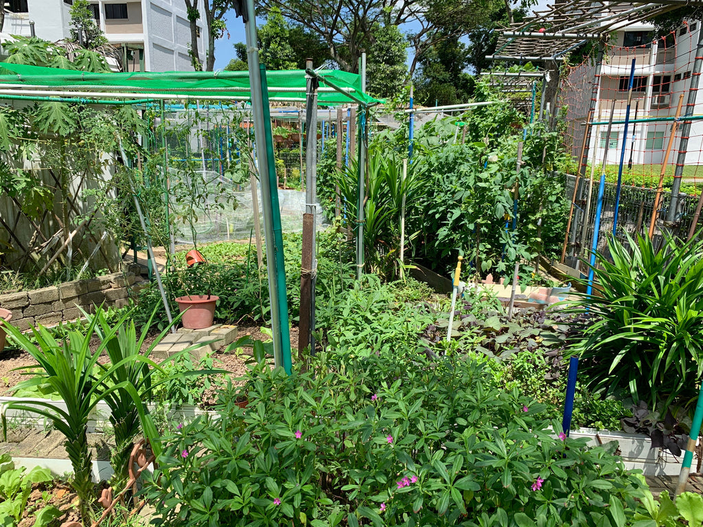 HDB Community Garden | Urban farming in Singapore