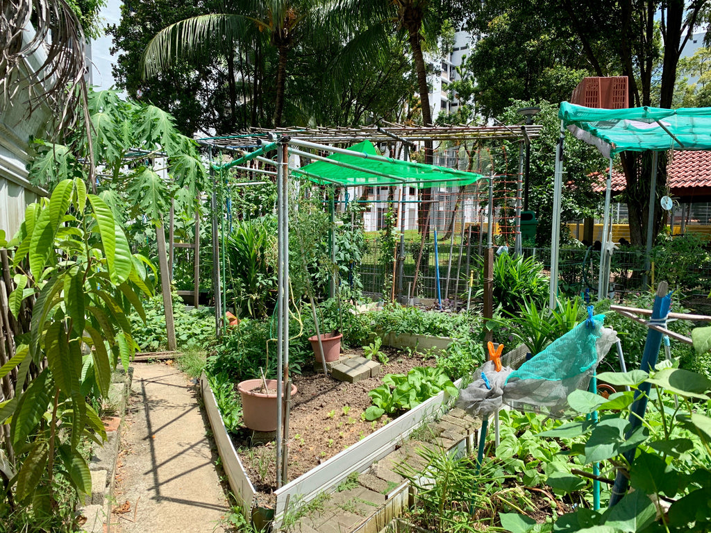 HDB Community Garden | Urban farming in Singapore