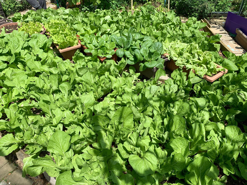 HDB Community Garden farm-to-table | Urban farming in Singapore