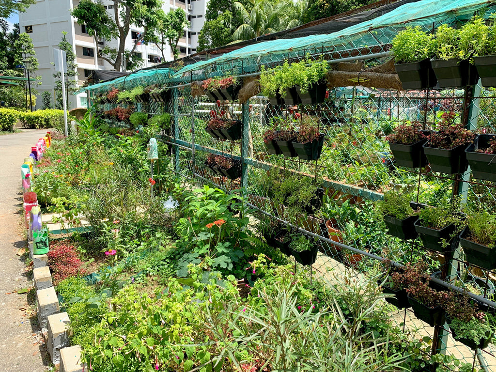 HDB Community Garden | Urban farming in Singapore