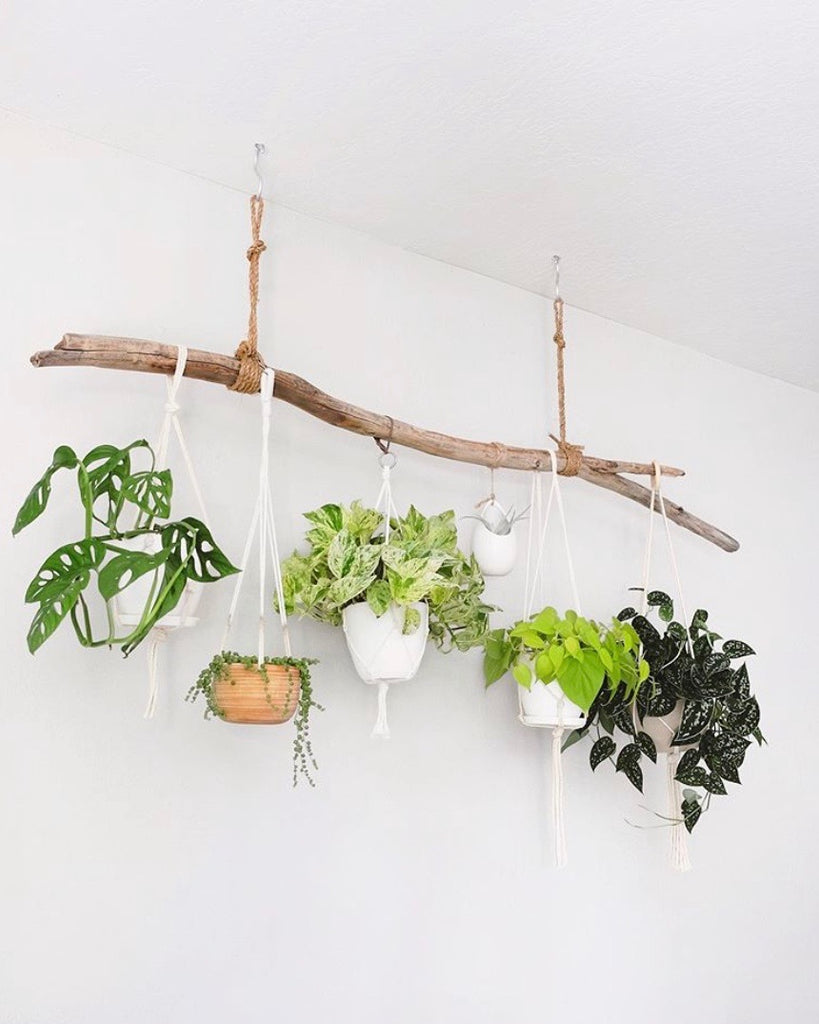 Plants make people happy | beautify your home with plants