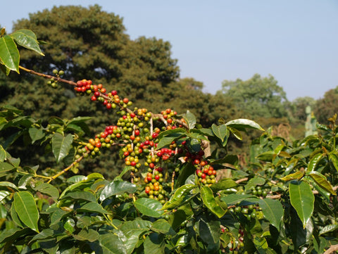 Tanzania Peaberry