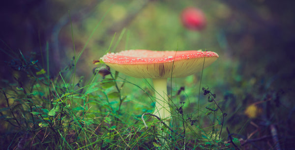 woodlan mushroom