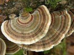 Turkey Tail Mushroom