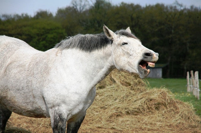 Straight from the horses mouth....