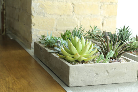 DIY Concrete Succulent Planter