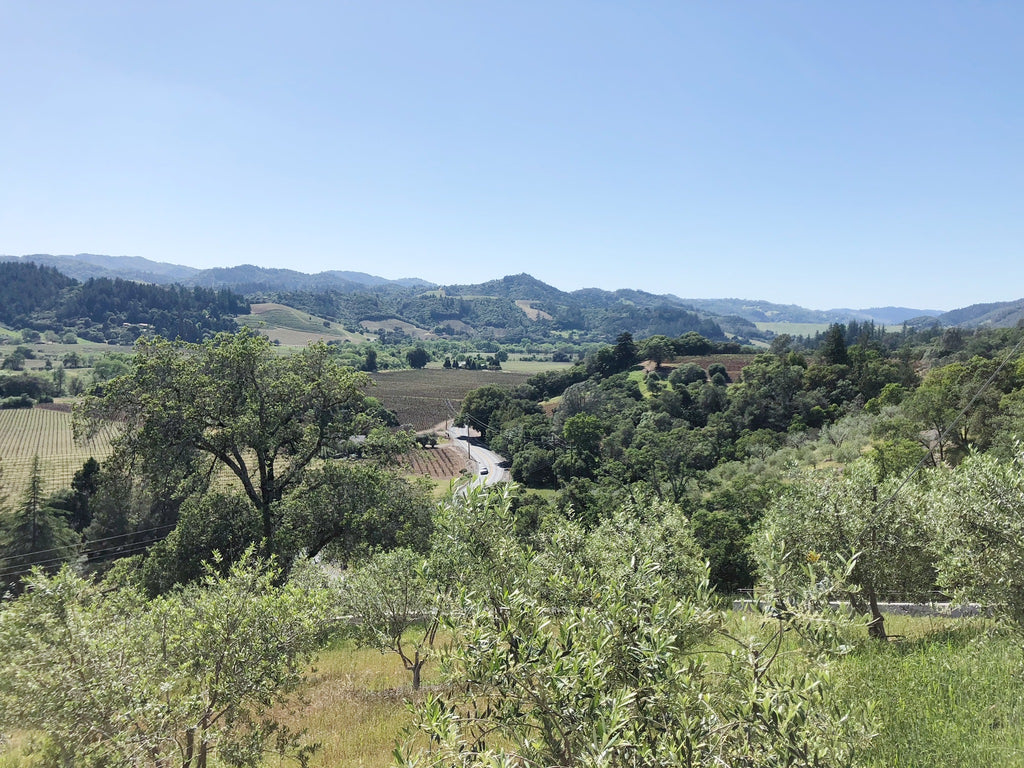 Bike Tour in Sonoma County California - Mandi Nelson Photography - Promptly Journals 